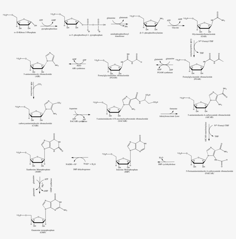 Gmp De Novo Synthesis - Diagram, transparent png