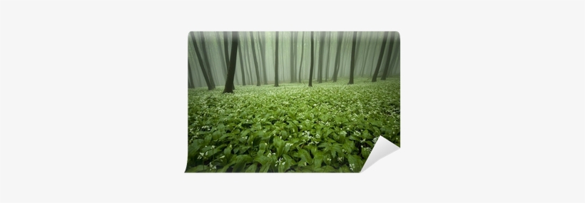 Blooming Forest With Fog And Flowers On The Ground - Nonverbal Communication For A Lifetime, transparent png