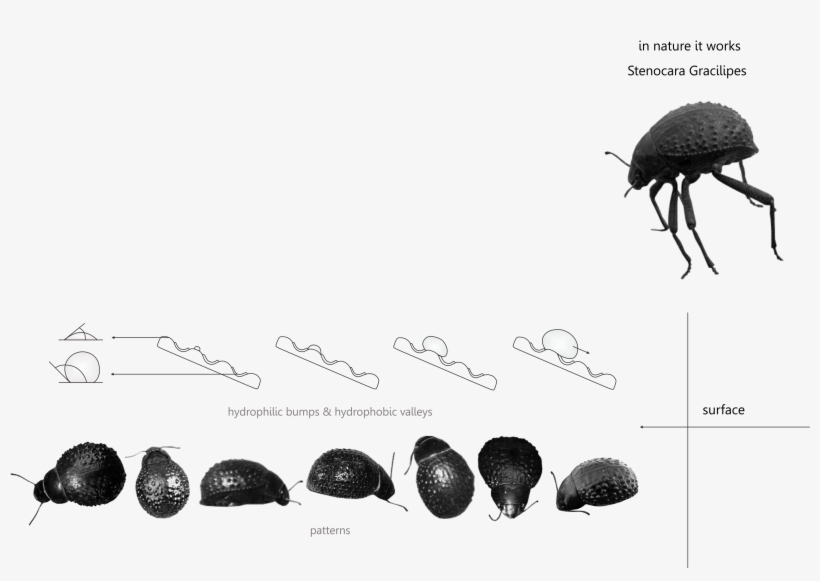 A Great Example Of Natural Fog Harvesting Is The Namibian - Blog, transparent png