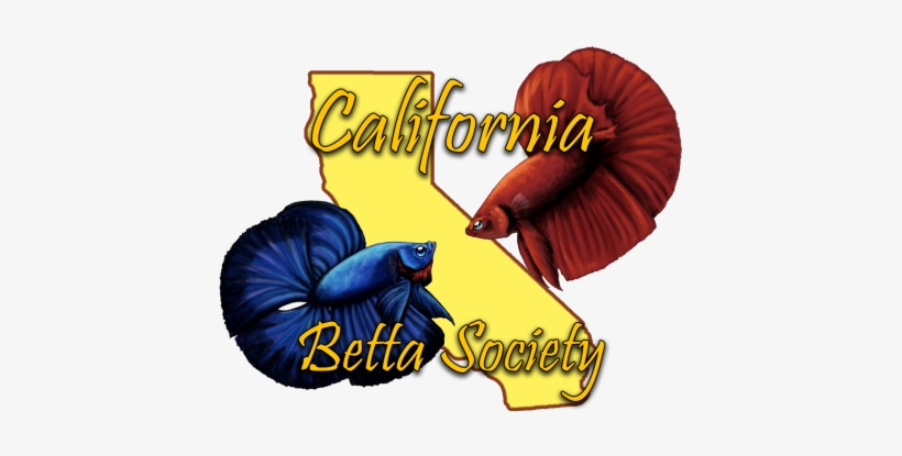 Cbs Information - Scoop Neck, transparent png