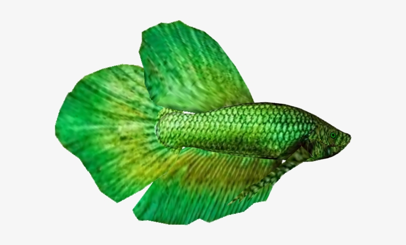 Betta M 2 - Illustration, transparent png