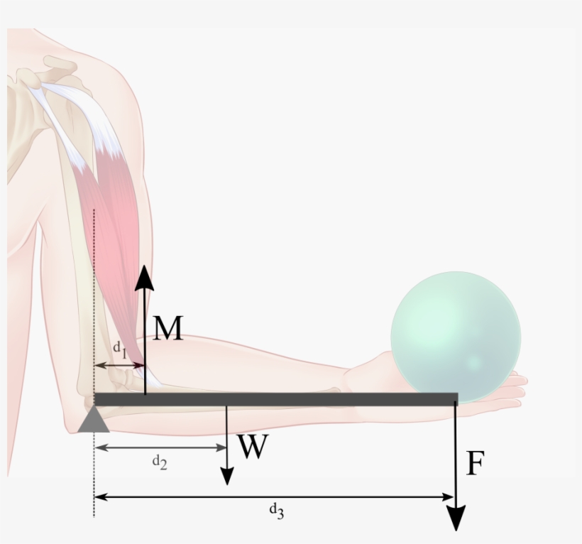 1) Using The Numerical Values Stated In The Problem - Muscle, transparent png