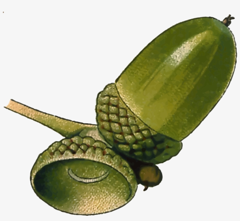 All Photo Png Clipart - Oak Acorn Clipart, transparent png