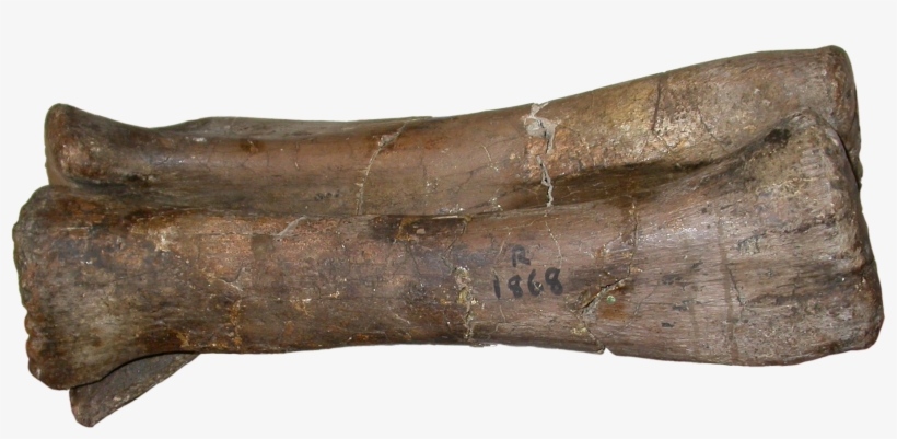 Left Forearm Of - Pelorosaurus Becklesii, transparent png