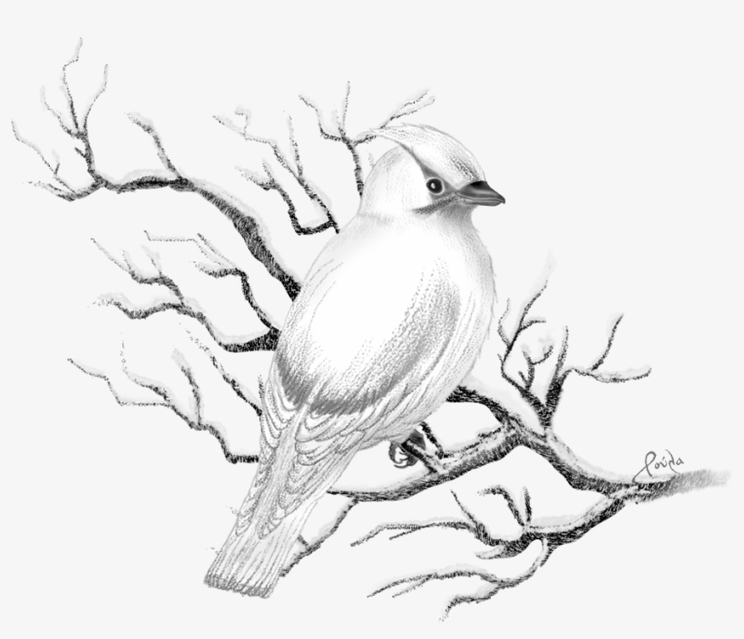 Christmas Tree Winter Drawing , Png File - Christmas Day, transparent png