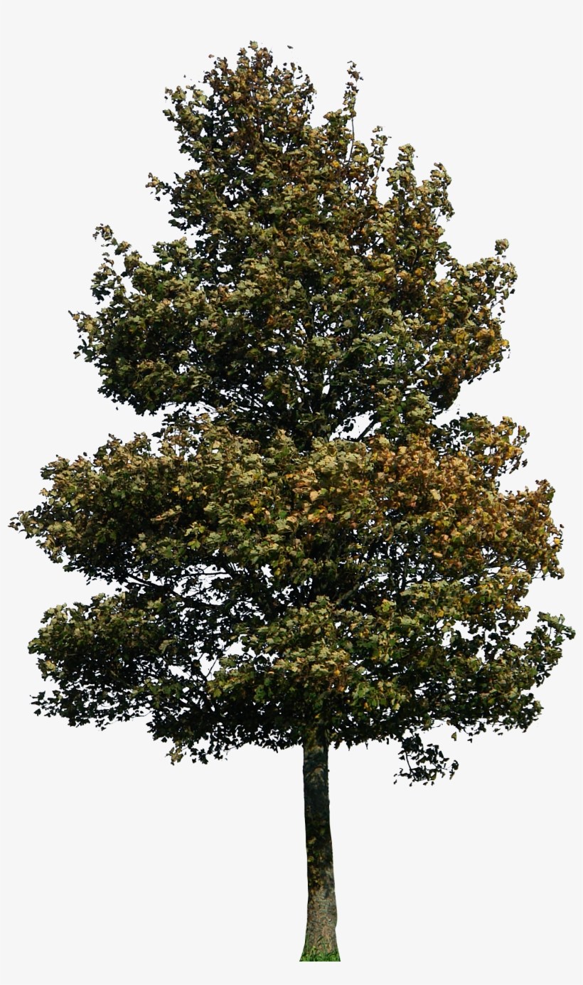 Architecture Illustrations, Drawing Architecture, Architecture - Redwood Tree Isolated, transparent png