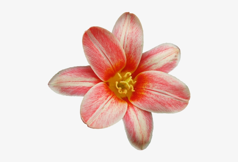 Flower Png Pack By Midi96-d5awnkw - Zazzle Schwarze Kreise U. Blumen Iphone 8/7 Hülle, transparent png
