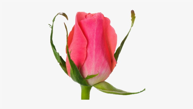Pink Rhodos - Garden Roses, transparent png