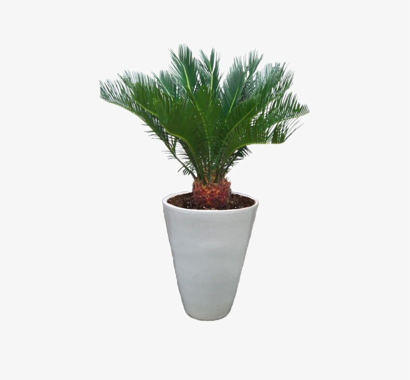 7sago-palm - Types Of Palm Trees, transparent png