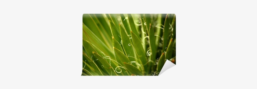 Harriman's Yucca Plant Wall Mural • Pixers® • We Live - Art, transparent png