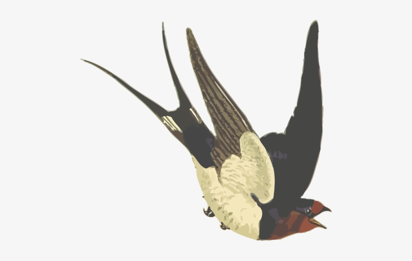 Barn Swallow With Red Head Vector Illustration - Dawda Jobarteh Transitional Times, transparent png