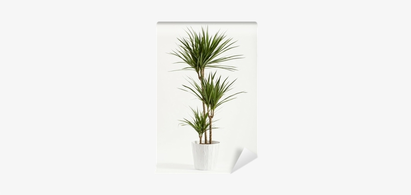 Yucca Plant Potted In A Container Wall Mural • Pixers® - Plant Yuka, transparent png