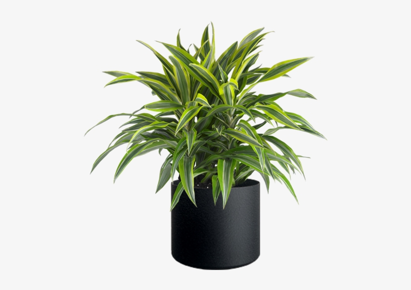 Lemon Lime Plant - Dracaena Deremensis Lemon Lime, transparent png