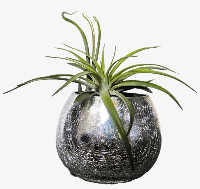 Tillandsia, transparent png