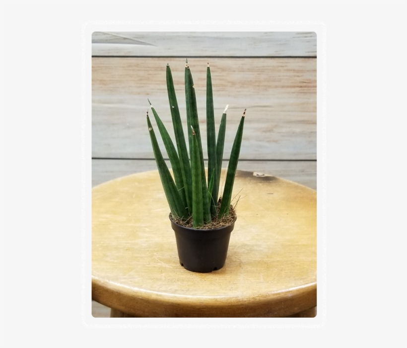 Mini Succulent 3" Potted Plant - Succulent Plant, transparent png