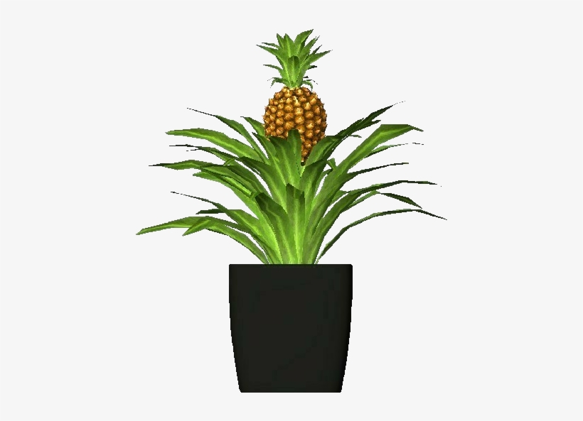 3d Flowers - Pineapple - Pineapples, transparent png