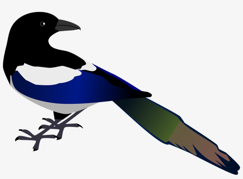 Crow Clipart Urraca - Magpie Clipart, transparent png