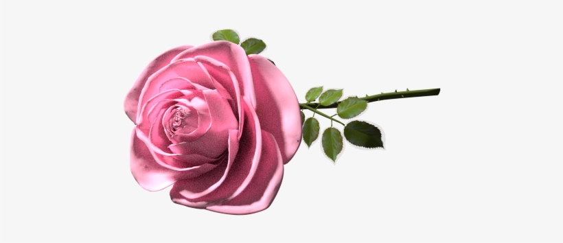 A Good Old Memory - Garden Roses, transparent png