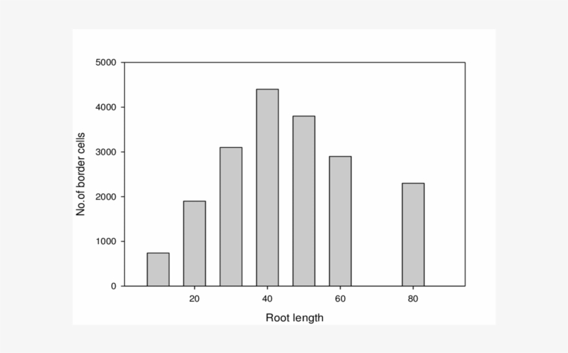 Border Cells Released At Different Root Developmental - Diagram, transparent png