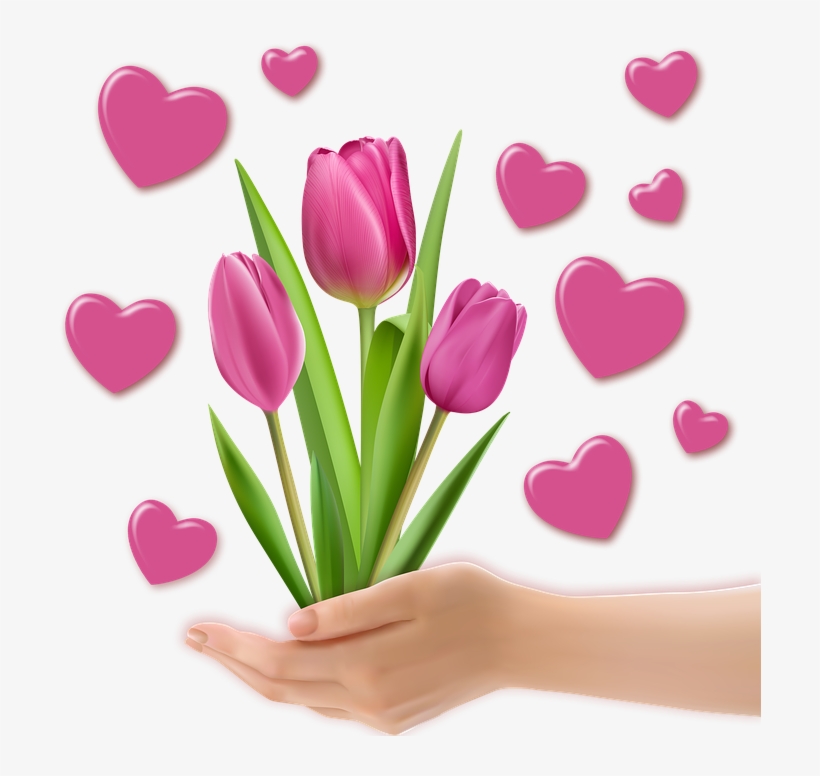 Png Image, Decoration, Tulips, Heart, Valentine, Hands - Clip Art, transparent png