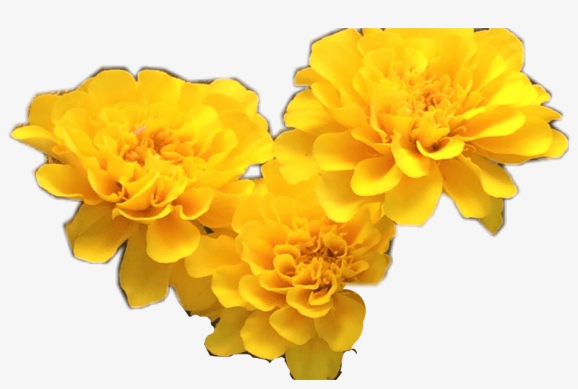 Flowers Tumblr Yellow Freetoedit - Flowers Tumblr Yellow, transparent png