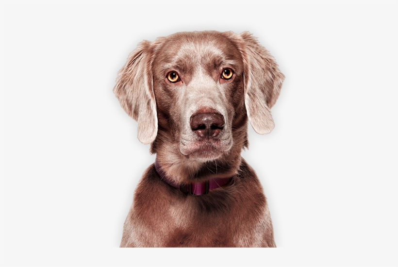 Dog Image Cat Image - Long Haired Weimaraner Adult, transparent png