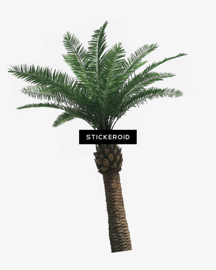 Tropical Palm Tree Nature - Palmera Phoenix Artifical 5mts, transparent png