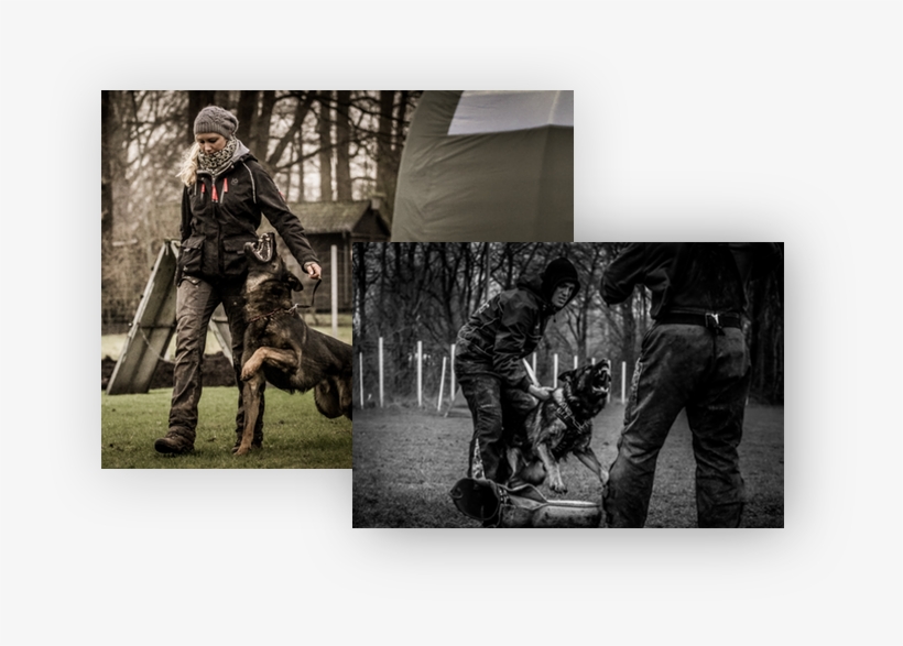 Our Dogs And Dogs In Training - Soldier, transparent png