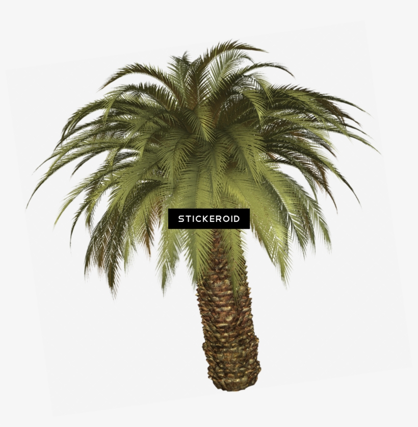 Tropical Palm Tree - Palm Tree, transparent png