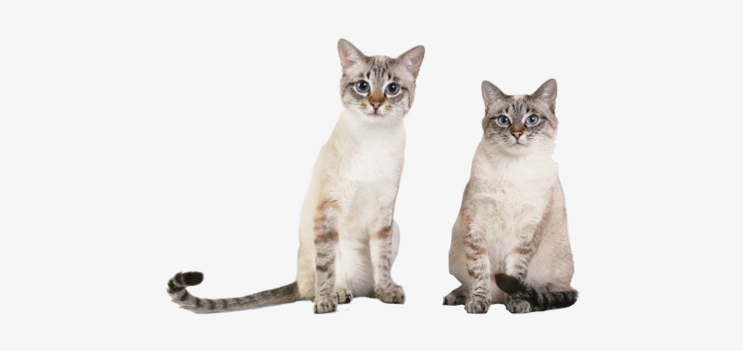 Slider Image - Thai Cats, transparent png
