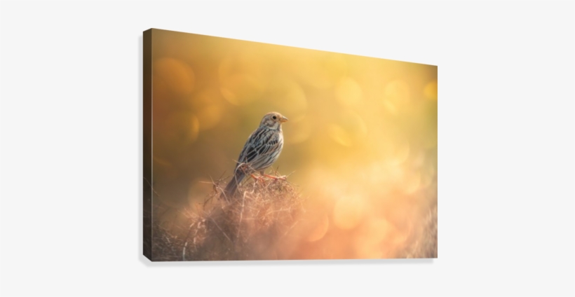 Lost In Bokeh Canvas Print - East Urban Home 'lost' Photographic Print On Canvas,, transparent png