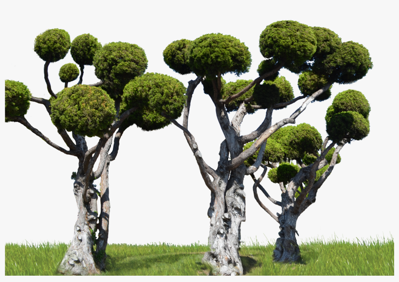 Round Tree Forest Png Stock In Landscape 0007 By Annamae22 - Klse:puc, transparent png