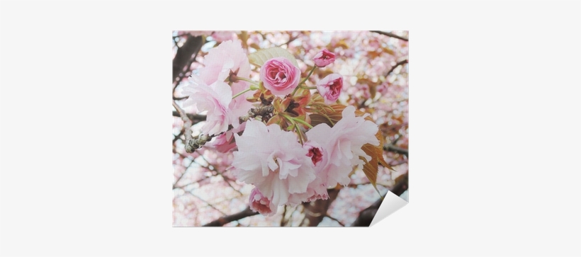 Cherry Blossom, transparent png
