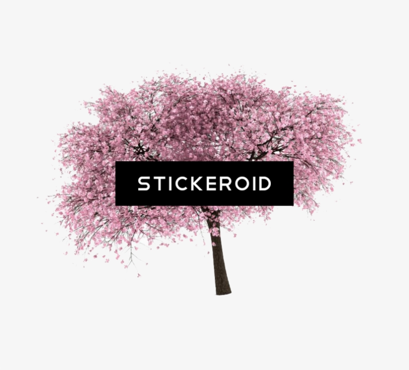 Cherry Tree - Cherry Blossom, transparent png