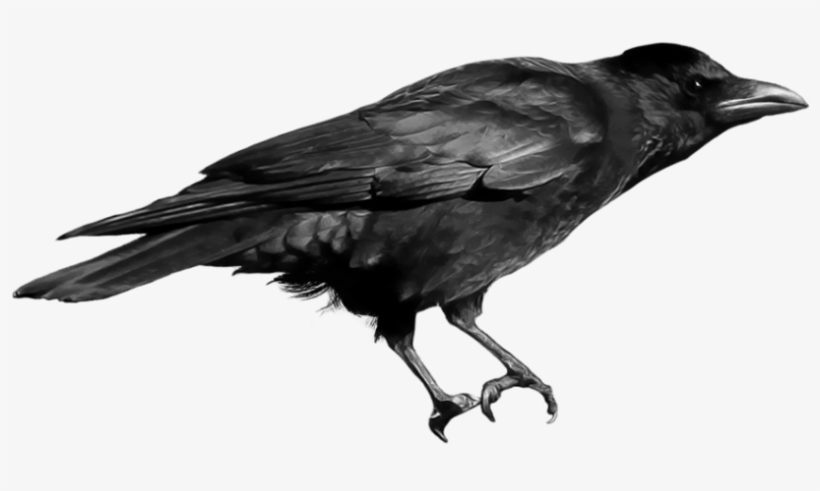 Free Png Crow Png Images Transparent - Png Image Crow, transparent png