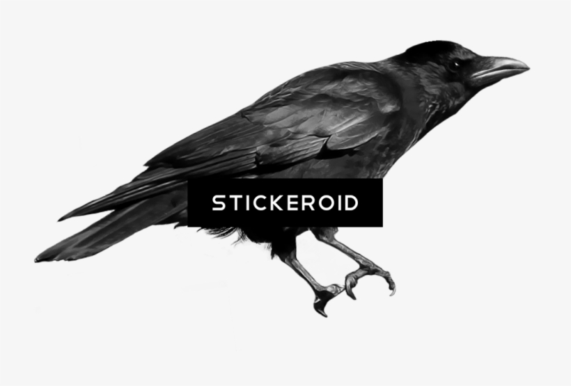 Black Crow - Crows, transparent png