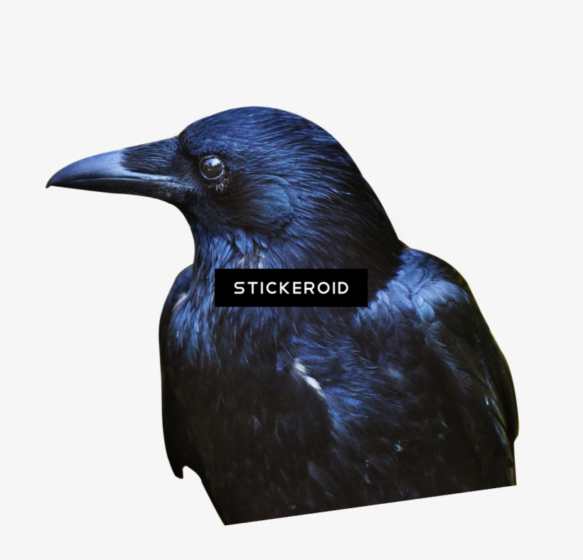 Crow Hd Birds - Crow, transparent png