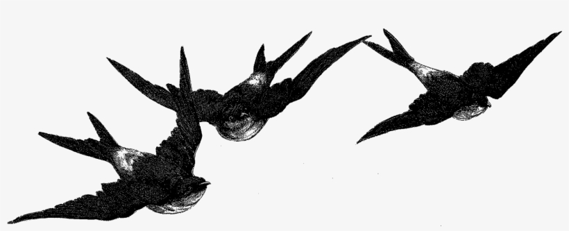 Digital Birds Flying Image Transfer Download - Vintage Bird Clip Art, transparent png