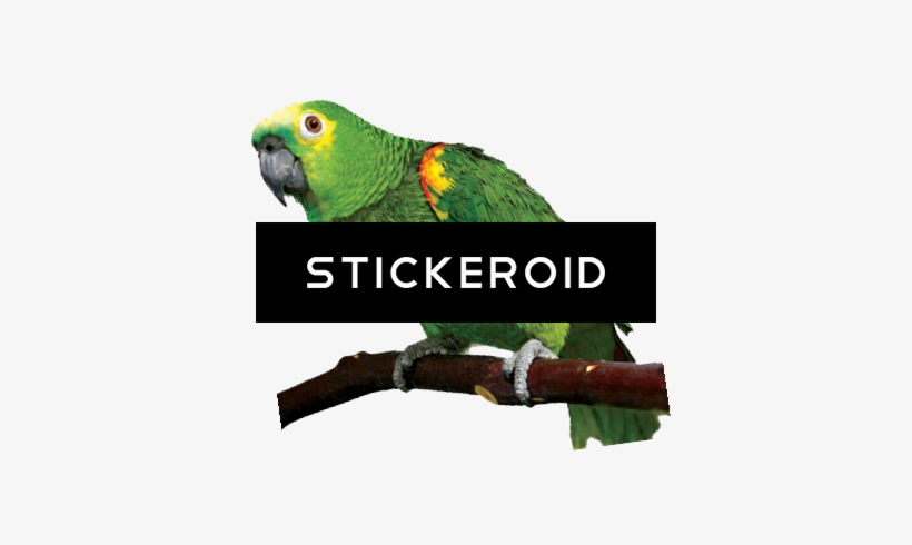 Parrot - Parakeet, transparent png