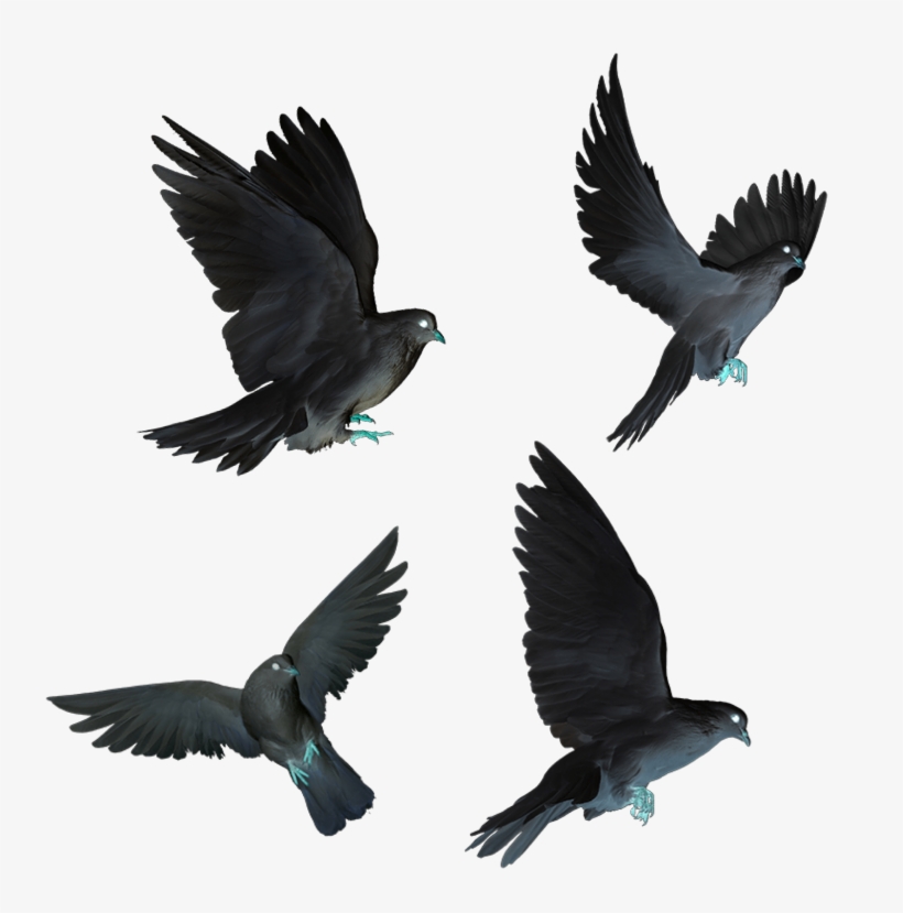Dove Doves Black Flying Birds Fly - Bird, transparent png