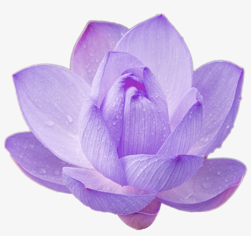 Purple Lotus Png Lotus Flower Cool Nature Png For Your - Address Book.: Glossy And Soft Cover, Large Print,, transparent png