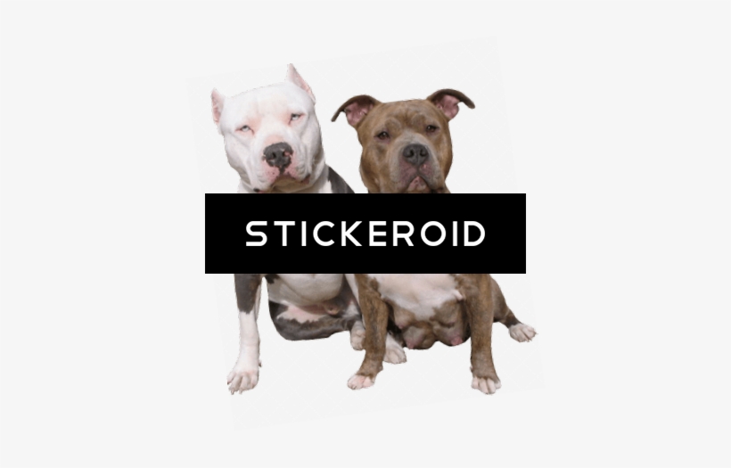 Pitbull Duo - Pit Bulls, transparent png