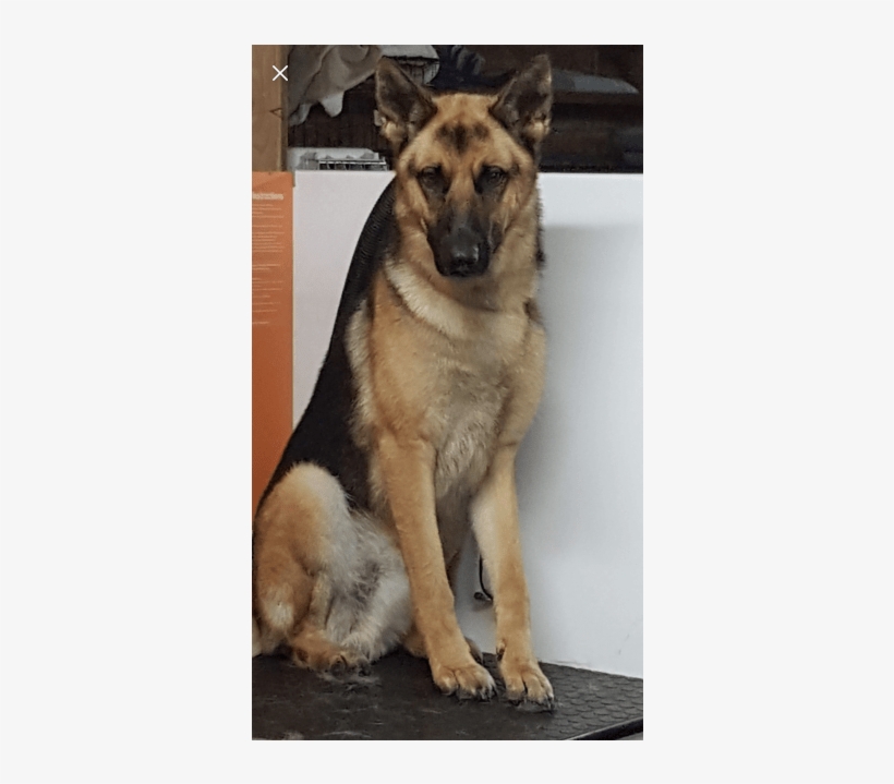 Old German Shepherd Dog, transparent png