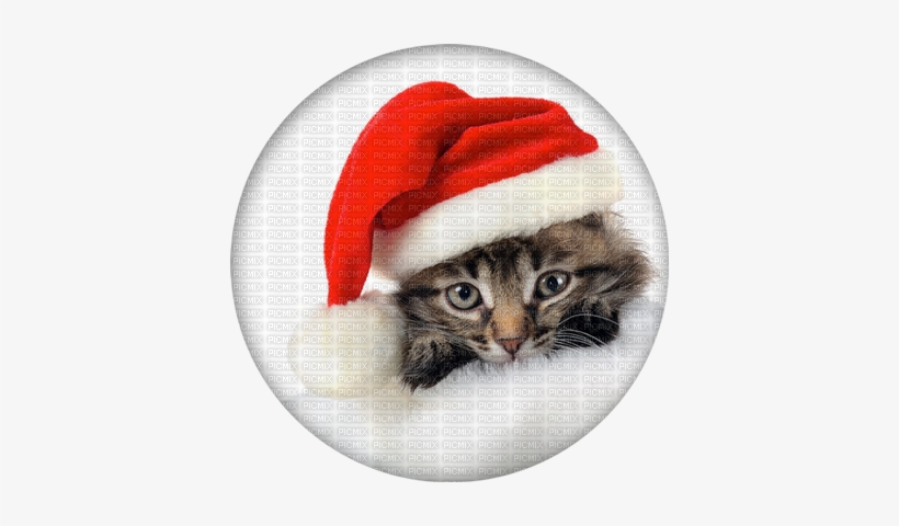 Christmas Kitten Png Kaz Creations Animals Christmas - Kittens In Christmas Stockings, transparent png