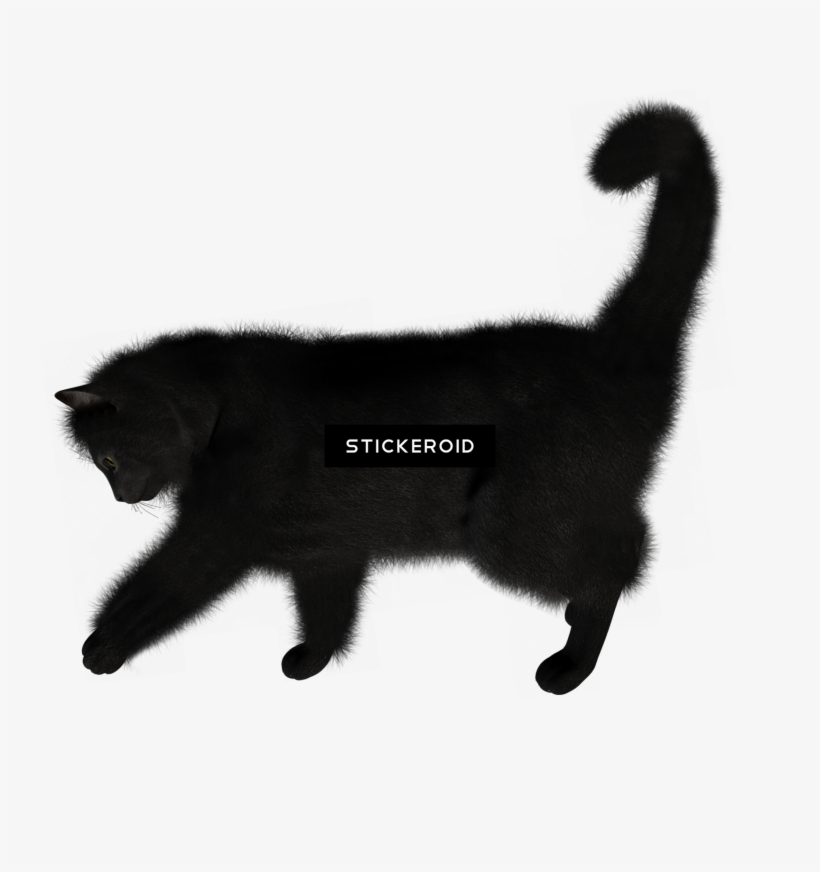 Kitten Animals Cats - Cat Jumps, transparent png