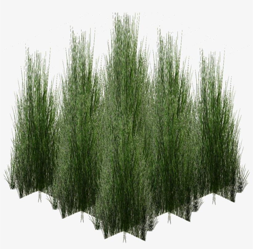 Tall Monsoon Grass - Pond Pine, transparent png