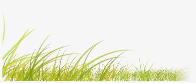 Enjoy The Ride Of A Lifetime - Sweet Grass, transparent png