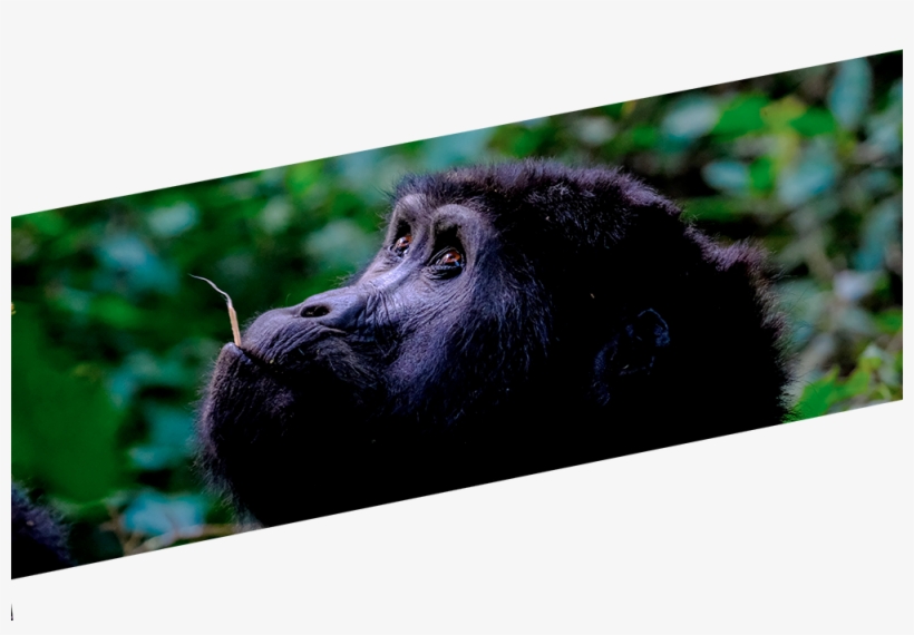 Gorilla, transparent png