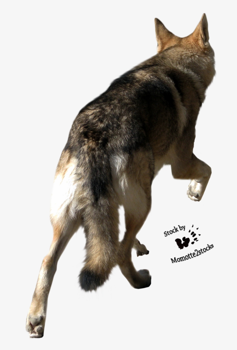 Back Of Wolf's Head, transparent png