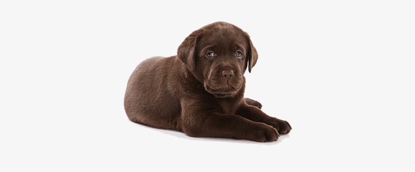 Feeding At 3 To 6 Months Old - Puppies Transparent, transparent png